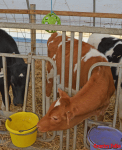 Calves thrive with buddies