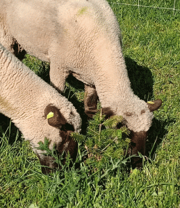 Shaving Christmas tree costs with Shropshires