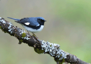 More than maple: How sugarbush structure supports forest birds